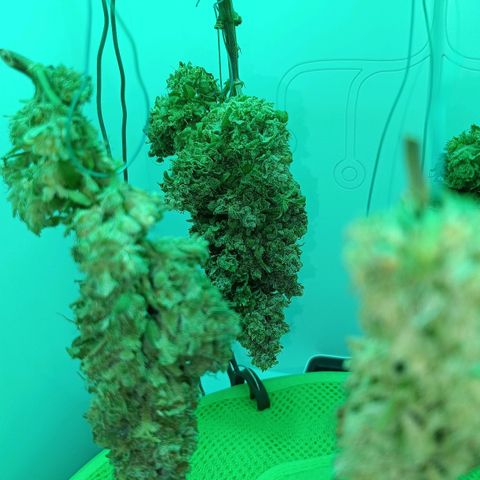 Auto Orange Bud growlog timeline photo