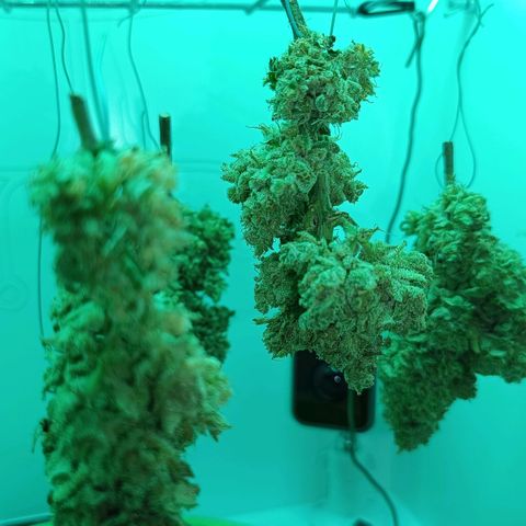 Auto Orange Bud growlog timeline photo