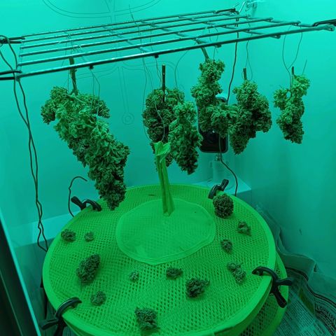 Auto Orange Bud growlog timeline photo