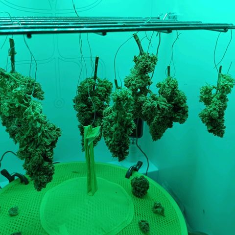 Auto Orange Bud growlog timeline photo