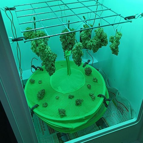 Auto Orange Bud growlog timeline photo