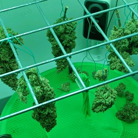 Auto Orange Bud growlog timeline photo