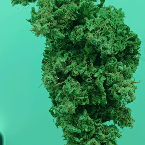 Auto Orange Bud growlog timeline photo