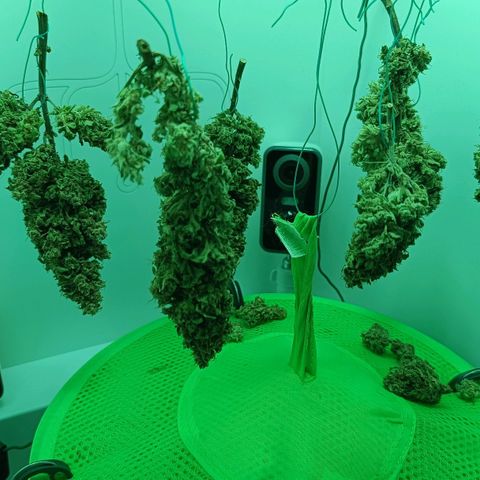 Auto Orange Bud growlog timeline photo