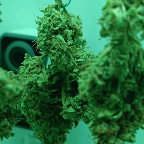 Auto Orange Bud growlog timeline photo