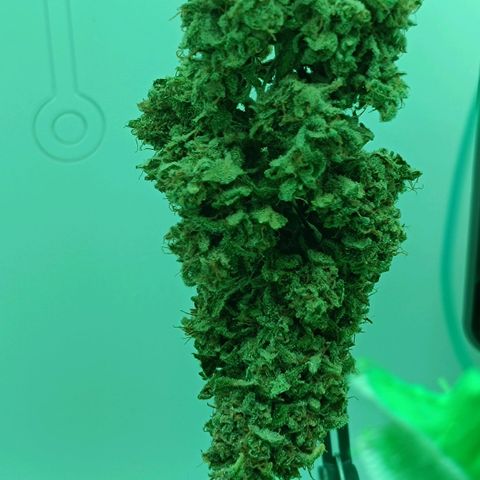 Auto Orange Bud growlog timeline photo