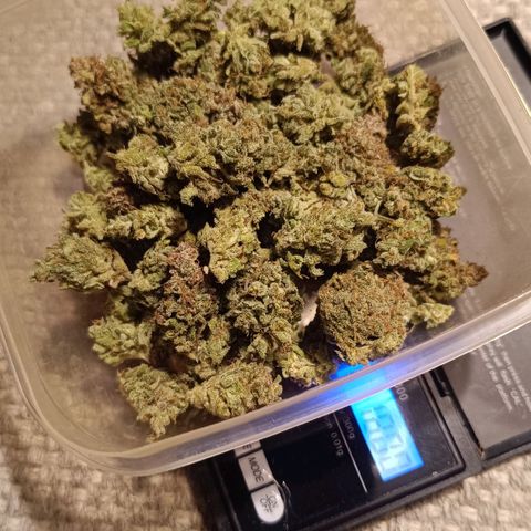 Auto Orange Bud growlog timeline photo