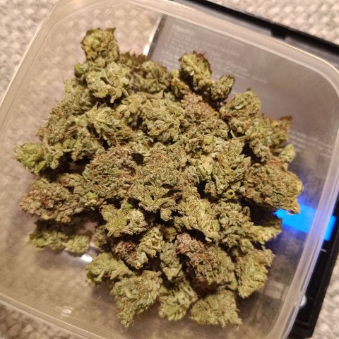 Auto Orange Bud growlog timeline photo