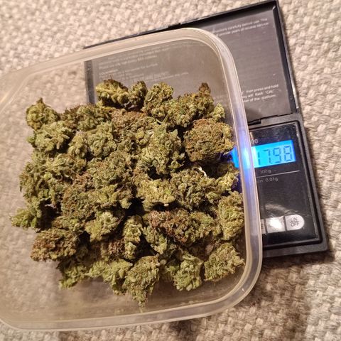 Auto Orange Bud growlog timeline photo