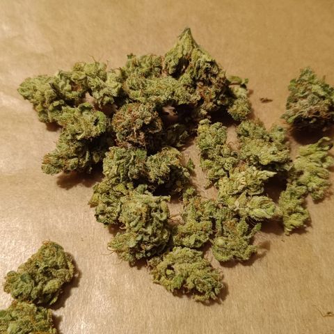 Auto Orange Bud growlog timeline photo