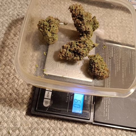 Auto Orange Bud growlog timeline photo