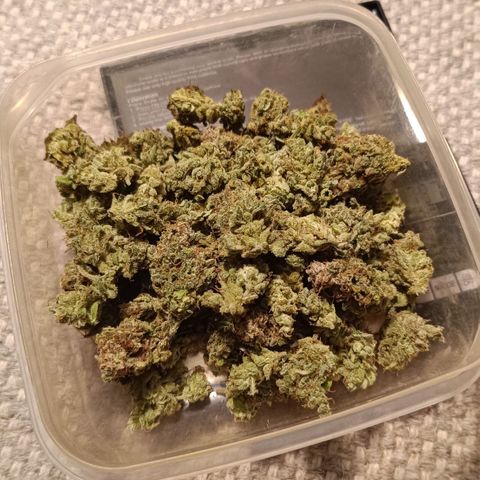 Auto Orange Bud growlog timeline photo