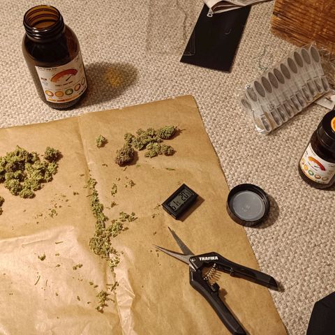 Auto Orange Bud growlog timeline photo