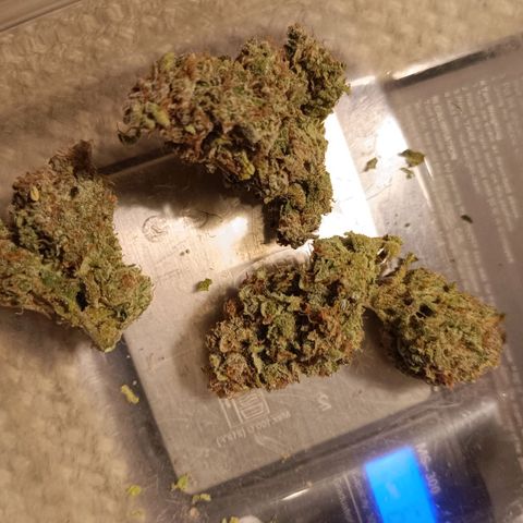 Auto Orange Bud growlog timeline photo