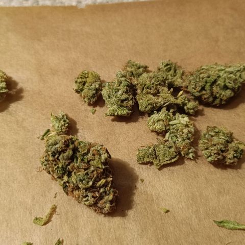 Auto Orange Bud growlog timeline photo