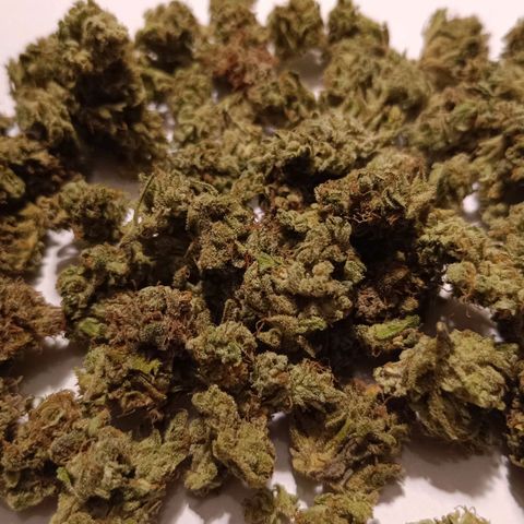 Auto Orange Bud growlog timeline photo