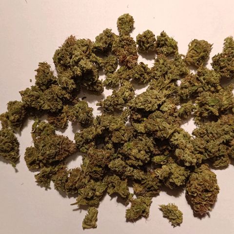 Auto Orange Bud growlog timeline photo