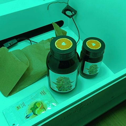 Auto Orange Bud growlog timeline photo