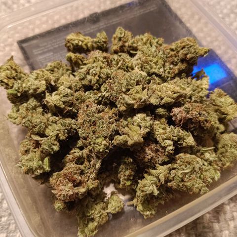 Auto Orange Bud growlog timeline photo