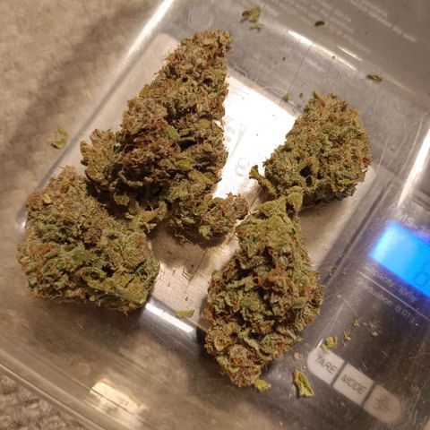 Auto Orange Bud growlog timeline photo