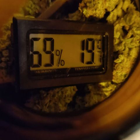 Auto Orange Bud growlog timeline photo