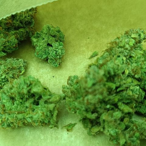Auto Orange Bud growlog timeline photo