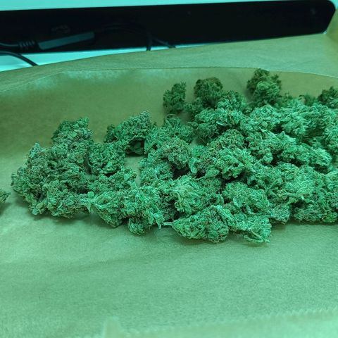 Auto Orange Bud growlog timeline photo