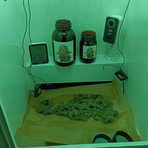 Auto Orange Bud growlog timeline photo