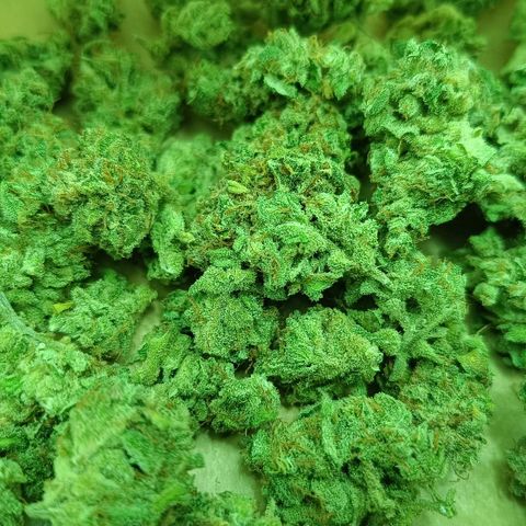 Auto Orange Bud growlog timeline photo