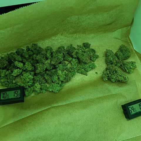 Auto Orange Bud growlog timeline photo