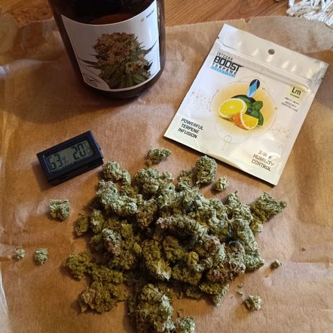 Auto Orange Bud growlog timeline photo