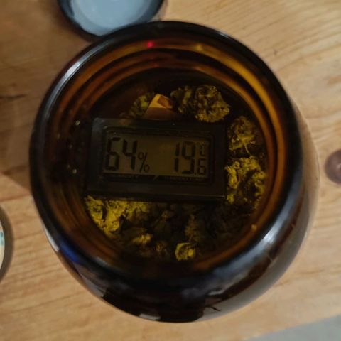 Auto Orange Bud growlog timeline photo