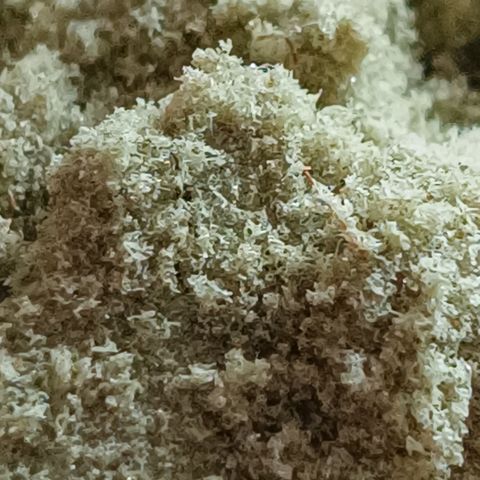 Auto Orange Bud growlog timeline photo
