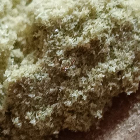 Auto Orange Bud growlog timeline photo