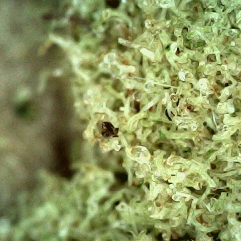 Auto Orange Bud growlog timeline photo