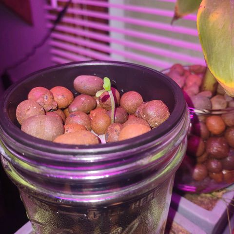 Royal 1 growlog timeline photo