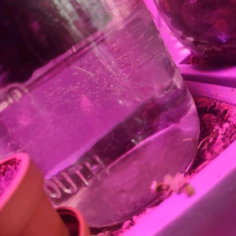 Royal 1 growlog timeline photo