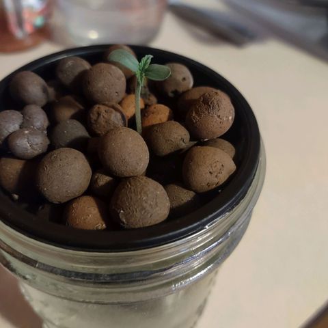 Royal 1 growlog timeline photo