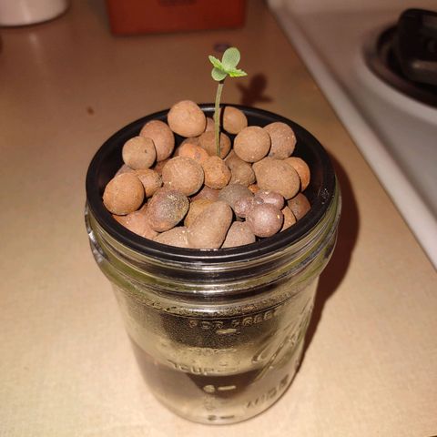 Royal 1 growlog timeline photo