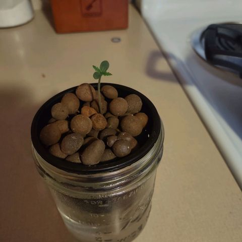 Royal 1 growlog timeline photo