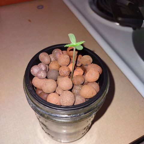 Royal 1 growlog timeline photo