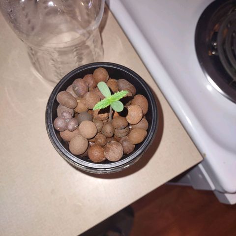 Royal 1 growlog timeline photo