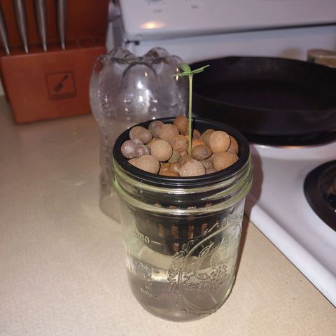 Royal 1 growlog timeline photo