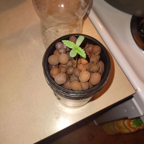 Royal 1 growlog timeline photo