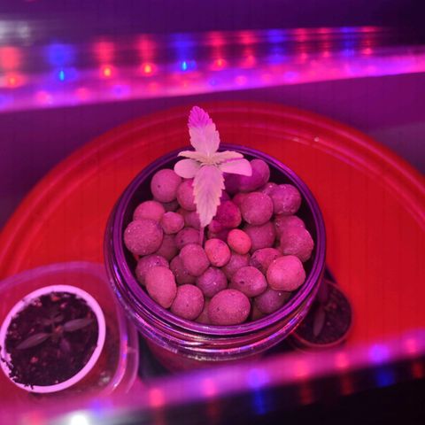 Royal 1 growlog timeline photo