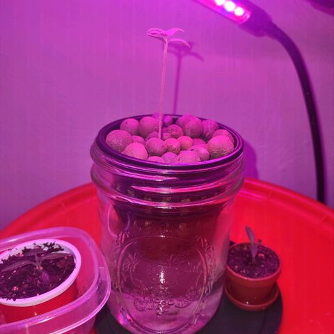 Royal 1 growlog timeline photo