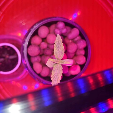 Royal 1 growlog timeline photo