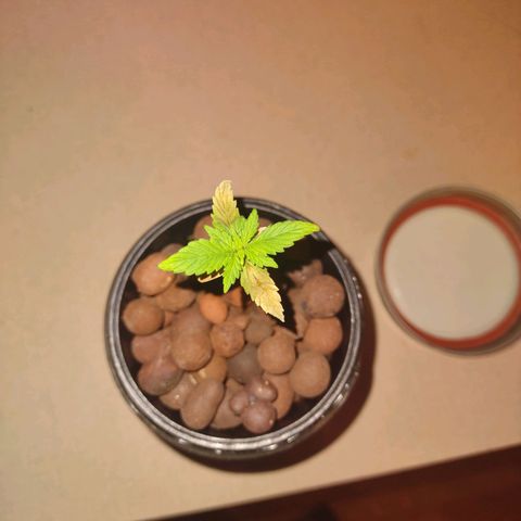 Royal 1 growlog timeline photo