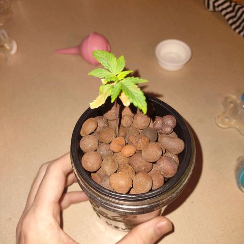 Royal 1 growlog timeline photo