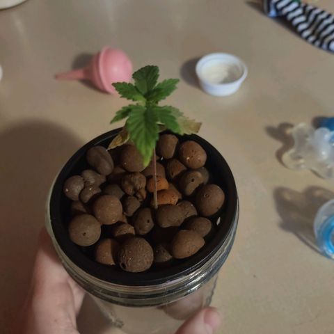 Royal 1 growlog timeline photo